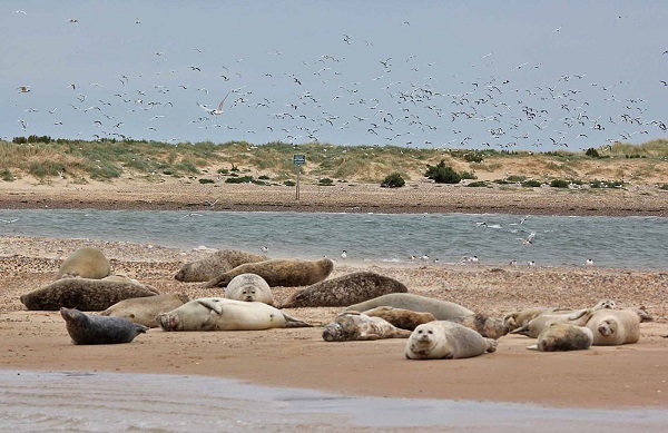 common-seals-gulls-and-terns-on-blakeney-point-the-view-you-will-get-if-you-cheat-and-go-on-a-seal-boat-rfporter-44181