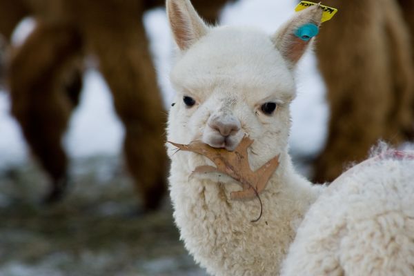 cutest-llama-ever