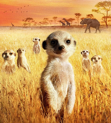 meerkats 2